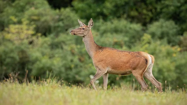 Summer Nature Scenery Curious Wild Red Deer Cervus Elaphus Hind — Stock Photo, Image