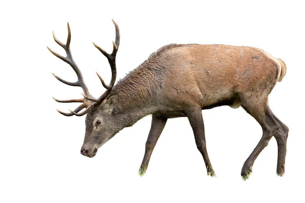 隔離された放牧の赤い鹿 上腕二頭筋 鹿の角が付いています 頭を下げて白い背景で区切られた哺乳類 — ストック写真
