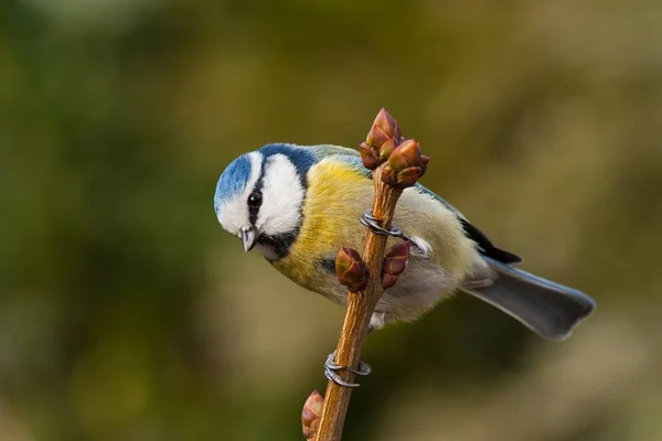 Cyanistes Caeruleus 小さなカラフルな庭の鳥が枝に座っています 黄色とオレンジ色の秋の色 ぼやけたバックグラウンド — ストック写真