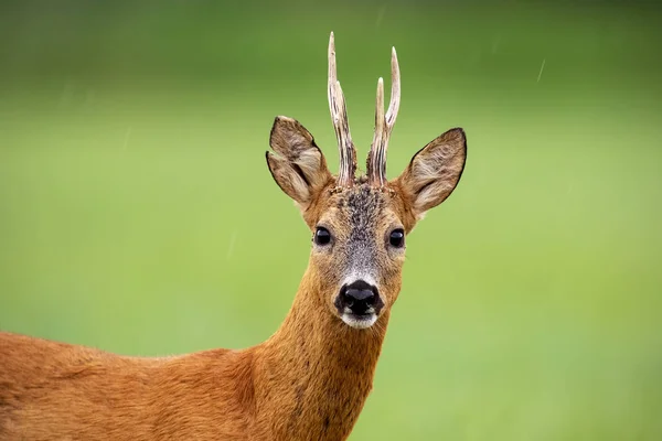 Großaufnahme Von Aufmerksamen Rehwild Capreolus Capreolus Bock Der Sommer Auf — Stockfoto