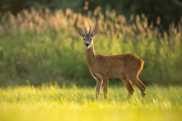 Roe Deer Buck Natural Peaceful Environment Lit Evening Light Colorful — Stock Photo, Image