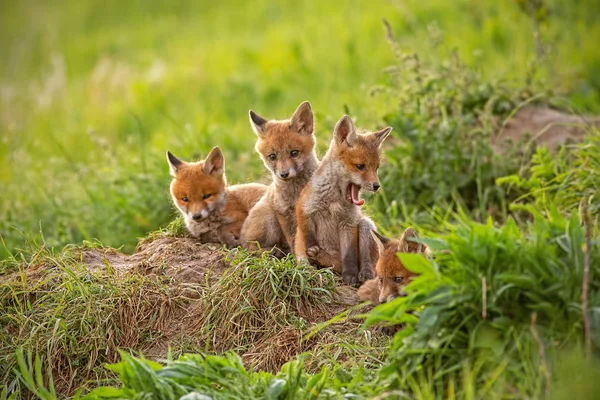 Červená Liška Vulpes Vulpes Malá Mláďata Poblíž Doupěte Podivně Potulují — Stock fotografie