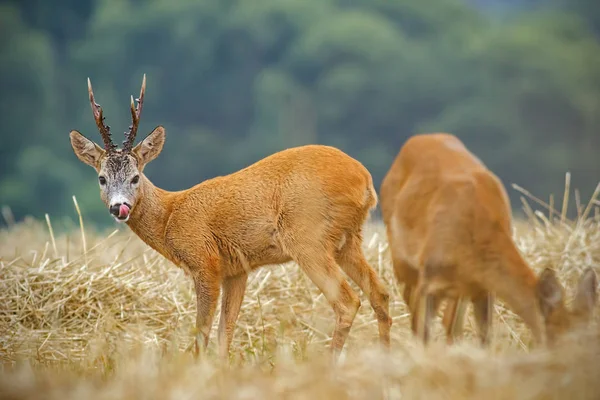 Ciervo Capreolo Capreolo Pareja Durante Temporada Estera Ciervo Macho Hembra — Foto de Stock