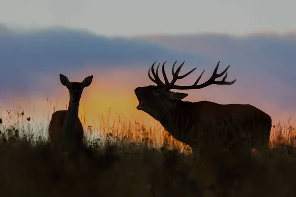Red Deer Cervus Elaphus Paar Tijdens Bronsttijd Nachts Brullende Wild — Stockfoto