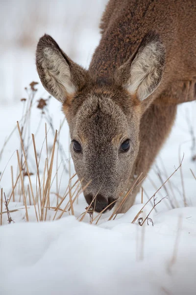 Hungry Roe Deer Capreolus Capreolus Starving Deep Snow Winter Wild — Stock Photo, Image