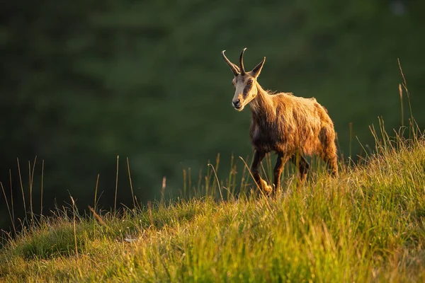 Camurça Alpina Rupicapra Rupicapra Nas Montanhas Pôr Sol Animais Selvagens — Fotografia de Stock