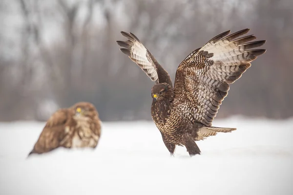 Ortak Şahin Buteo Buteo Kışın Mücadele Karda Vahşi Kuş — Stok fotoğraf