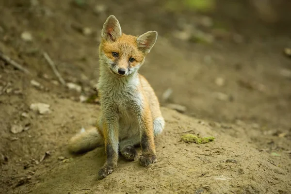 红狐狸 幼崽在森林里靠近洞穴 可爱的野生食肉动物 — 图库照片