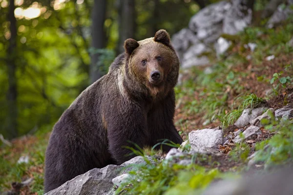 Dominujący Niedźwiedź Brunatny Ursus Arctos Stojący Skale Lesie Masywny Samiec — Zdjęcie stockowe