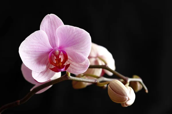 Różowy Kwitnienia Orchid — Zdjęcie stockowe