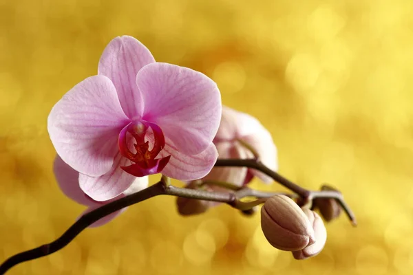 Uma Orquídea Florida Rosa — Fotografia de Stock