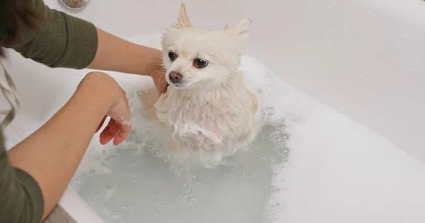 Pomeranian Cão Tomar Banho — Fotografia de Stock