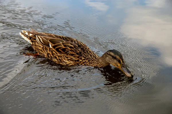 Pato Nadando Río Gauja Pato Costa Del Río Gauja Letonia —  Fotos de Stock