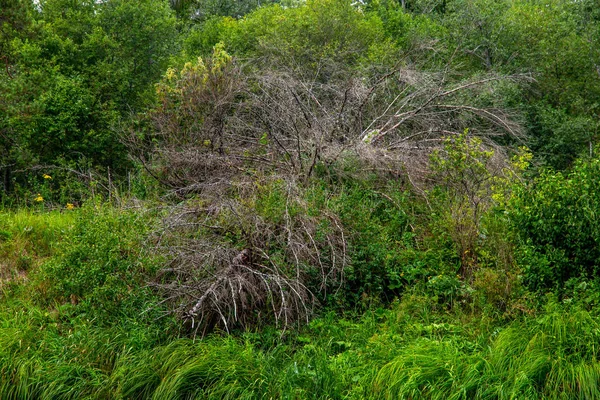 Langes Grünes Gras Und Sträucher Wachsen Ufer Des Flusses Lettland — Stockfoto