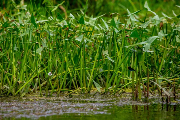Oever Van Rivier Begroeid Met Gras Waterplanten Letland Gauja Langste — Stockfoto