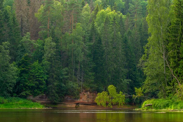 Krajobraz Klifem Pobliżu Rzeki Gauja Lasu Tle Rozbita Brzoza Nad — Zdjęcie stockowe