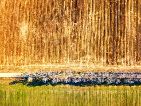 최고의 있습니다 시골도 자작나무 보았다고 필드입니다 풍경입니다 벨로루시 — 스톡 사진