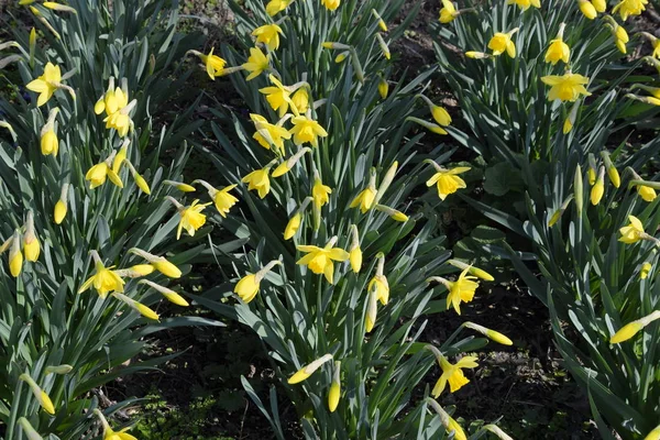 Botões Florescentes Narcisos Canteiro Flores — Fotografia de Stock