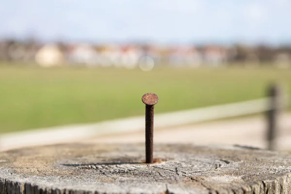 Een Roestige Spijker Close Van Oude Verweerde Boomstronk Met Focus — Stockfoto