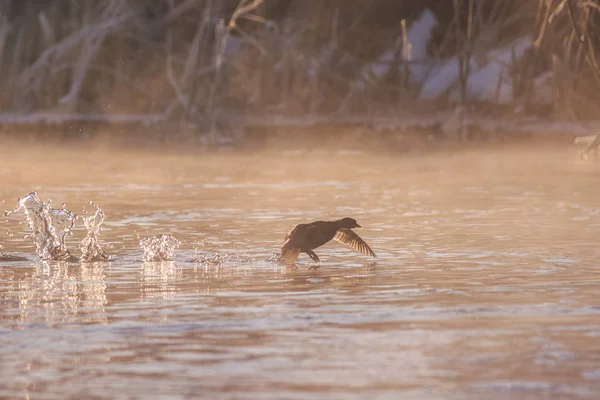 Foulque Eurasienne Fulica Atra Vol Lieu Parc Naturel Comana Roumanie — Photo