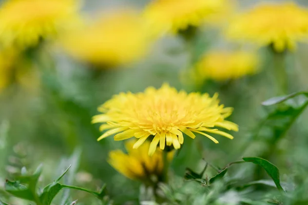 Diente León Amarillo Prado — Foto de Stock