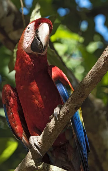 Червоний Зелений Папуги Сидять Гілці Дерева Панама — стокове фото