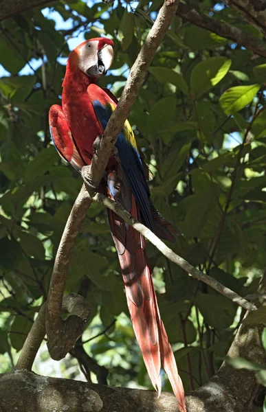 Červený Zelený Papoušek Sedí Větvi Stromu Panama — Stock fotografie