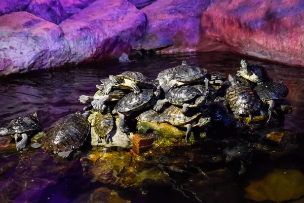 Kolonie Von Schildkröten Auf Dem Stein Reptilienschildkröten — Stockfoto