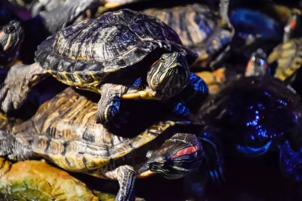 Kolonie Schildpadden Steen Reptielschildpadden — Stockfoto