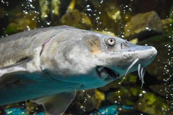 Fiskstörar Simmar Oceanariets Akvarium Fiskstörar — Stockfoto