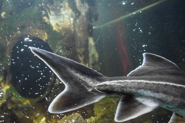 Esturjão Peixe Nada Aquário Oceanário Peixe Esturjão — Fotografia de Stock