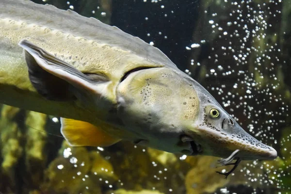 Fisch Stör Schwimmt Aquarium Des Ozeanariums Störfisch — Stockfoto