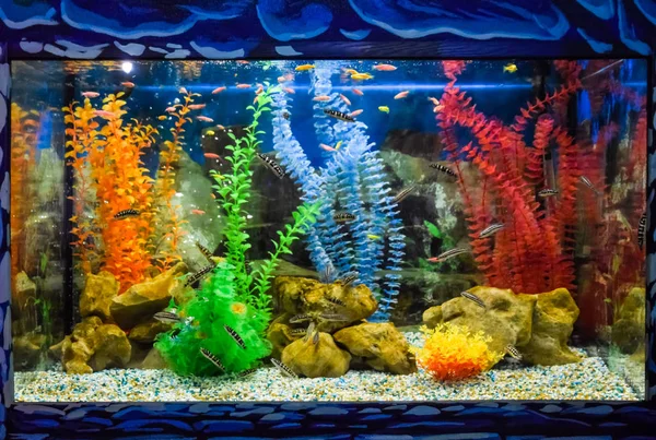 Vägg Monterade Akvarium Med Tropiska Fiskar Och Alger — Stockfoto