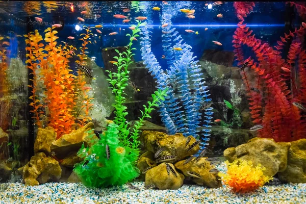 Wandaquarium Mit Tropischen Fischen Und Algen — Stockfoto