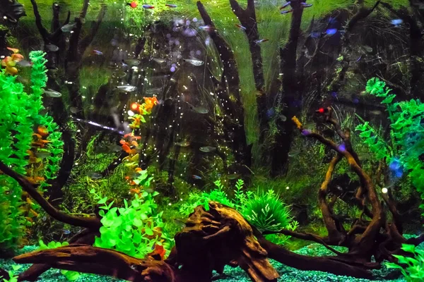 Vägg Monterade Akvarium Med Tropiska Fiskar Och Alger — Stockfoto