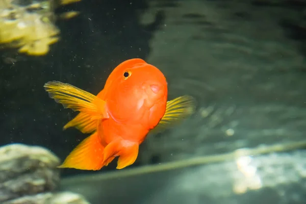 Poissons Dans Aquarium Aquarium Scaridae — Photo