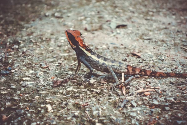 Lagarto Crested Selva Parque Nacional Khao Sok Tailândia — Fotografia de Stock