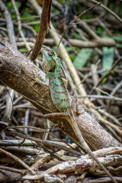 Crested Lizard Jungle Khao Sok National Park Thailand — Stock Photo, Image