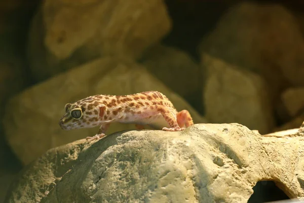 gecko reptile lizard, tropical animal