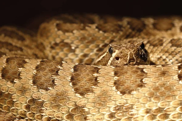 Cascavel Cobra Venenosa Animal — Fotografia de Stock