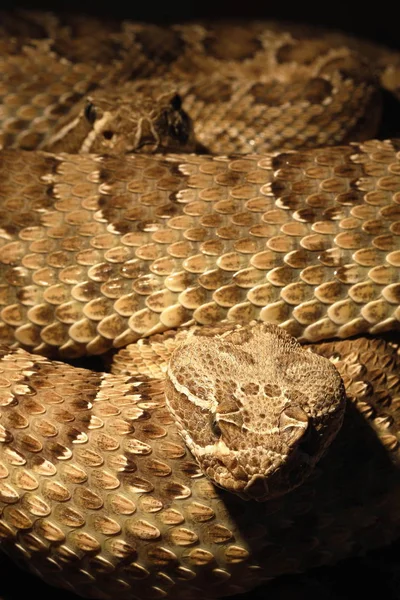 Κροταλία Δηλητηριώδες Φίδι — Φωτογραφία Αρχείου