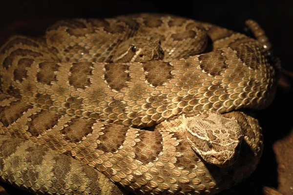 Serpiente Cascabel Serpiente Venenosa Animal — Foto de Stock