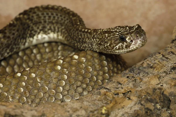 猛毒ヘビ動物のラットルスネーク — ストック写真