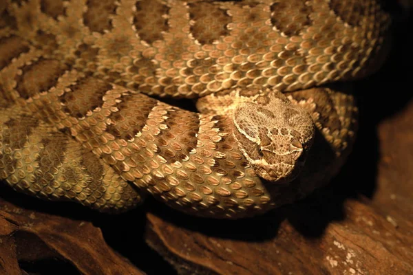 Cascavel Cobra Venenosa Animal — Fotografia de Stock