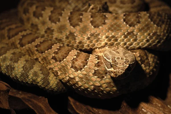 Cascavel Cobra Venenosa Animal — Fotografia de Stock