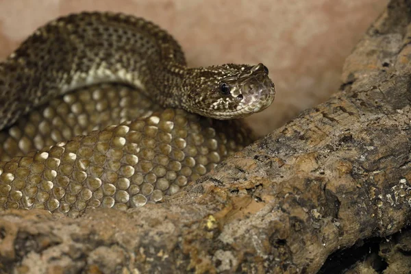 Serpiente Cascabel Serpiente Venenosa Animal —  Fotos de Stock