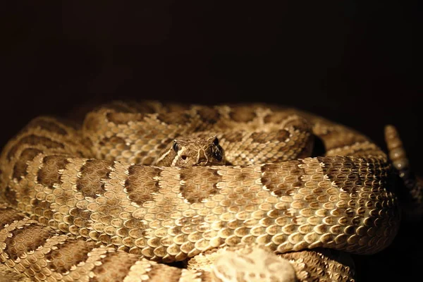 Rattlesnake Отруйні Змії Тварини — стокове фото