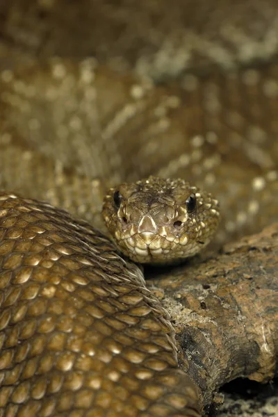 Chřestýš Jedovatý Had — Stock fotografie