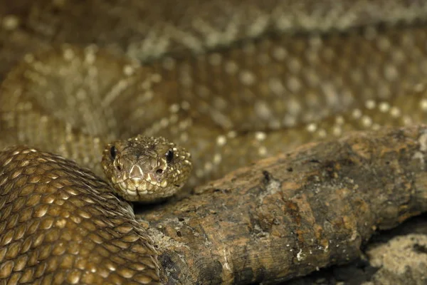 Rattlesnake Venomous Snake Animal — Stock Photo, Image