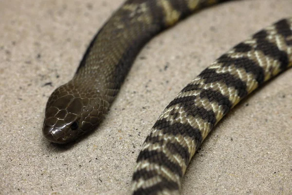 Nahaufnahme Von Jungen Kobra Schlangen — Stockfoto